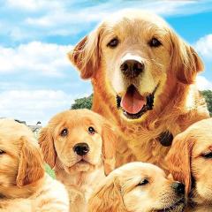 流浪犬 - fvl7tR1ddeUn72FOCnmJuq3kwDy.jpg